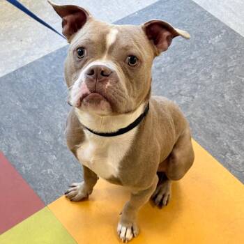 Mixed Breed Dogs Available for Adoption in Philadelphia, Pennsylvania - Bow Wow | PetCurious