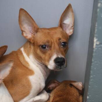A813441 -  Chihuahua Dog for Adoption in San Antonio, Texas - A813441 | PetCurious