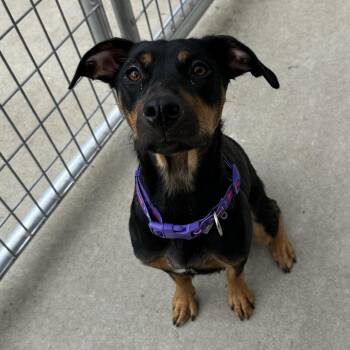 Gemini -  Mixed Breed Dog for Adoption in Priest River, Idaho - Gemini | PetCurious
