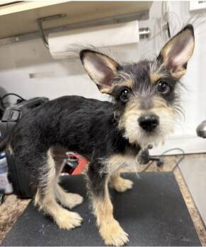 Radar -  Poodle and Schnauzer Dog for Adoption in Larkfield-wikiup, California - Radar | PetCurious