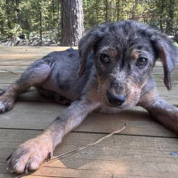 Platinum -  Australian Cattle Dog Blue Heeler Dog for Adoption in Lake Jackson, Texas - Platinum | PetCurious