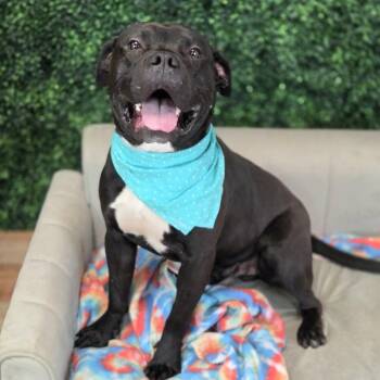 Ramon -  Labrador Retriever and Pit Bull Terrier Dog for Adoption in East St. Louis, Illinois - Ramon | PetCurious