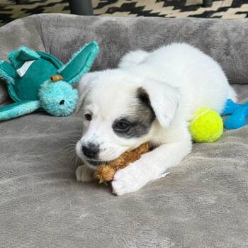 Nova -  Labrador Retriever Dog for Adoption in Raleigh, North Carolina - Nova | PetCurious