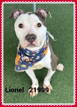 LIONEL -  Pit Bull Terrier Dog for Adoption in Marietta, Georgia - LIONEL | PetCurious