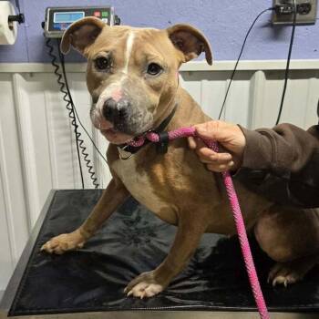 Sierra -  Mixed Breed Dog for Adoption in Springboro, Ohio - Sierra | PetCurious