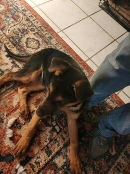 German Shepherd Dog Dogs Available for Adoption - Sid | PetCurious