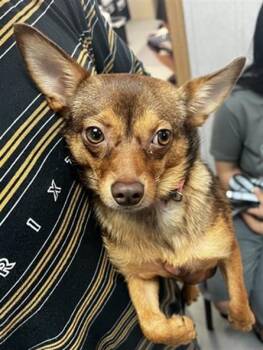 LAYLA -  Chihuahua Dog for Adoption in San Bernardino, California - LAYLA | PetCurious