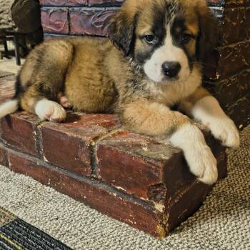 Honey -  Saint Bernard Dog for Adoption in Okmulgee, Oklahoma - Honey | PetCurious