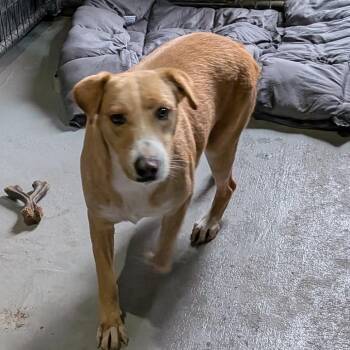 Mixed Breed Dogs Available for Adoption in Leander, Texas - Cinnamon | PetCurious