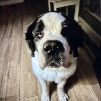 Rescue Saint Bernard Dogs for Adoption in Magnolia, Texas - Oneida Panda-demic- * Courtesy Post | PetCurious