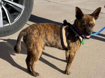 Chihuahua Dogs Available for Adoption in Albuquerque, New Mexico - Tigger | PetCurious