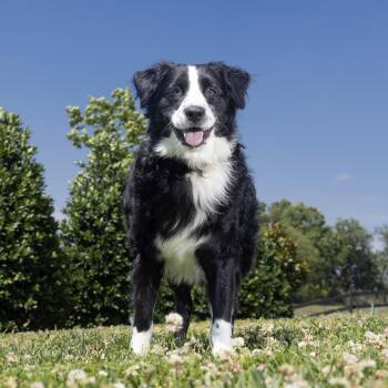 Australian Shepherd Dogs Available for Adoption in Franklin, Tennessee - Ranger | PetCurious