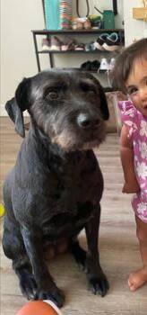 Rescue Black Labrador Retriever and Wirehaired Terrier Dogs for Adoption in Terra Cotta, Ontario - Stella Bella | PetCurious