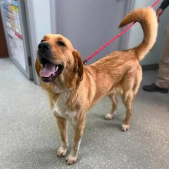 Golden Retriever and Great Pyrenees Dogs Available for Adoption in Bardstown, Kentucky - Charlotte | PetCurious
