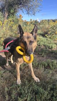 Bonnie -  German Shepherd Dog Dog for Adoption in Pueblo, Colorado - Bonnie | PetCurious