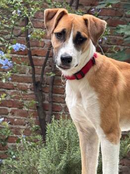 Nala -  Shepherd and Boxer Dog for Adoption in Rollingwood, Texas - Nala | PetCurious