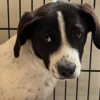 Nox 22921 -  Coonhound Dog for Adoption in Cumming, Georgia - Nox 22921 | PetCurious
