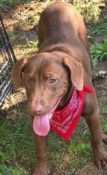 Hershey - Batesville -  Labrador Retriever Dog for Adoption in Horn Lake, Mississippi - Hershey - Batesville | PetCurious
