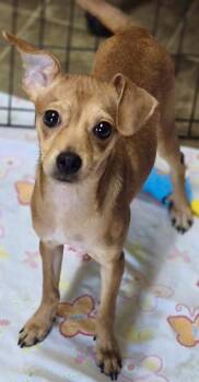 Lily -  Chihuahua and Jack Russell Terrier Dog for Adoption in Los Angeles, California - Lily | PetCurious
