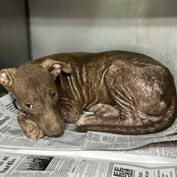 Rescue American Bulldog and Catahoula Leopard Dog Dogs for Adoption in Grand Bay, Alabama - Acer | PetCurious