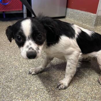 Patches* -  Spaniel and Chihuahua Dog for Adoption in San Gabriel, California - Patches* | PetCurious