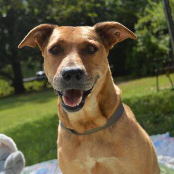 Clover -  Retriever Dog for Adoption in Enterprise, Alabama - Clover | PetCurious