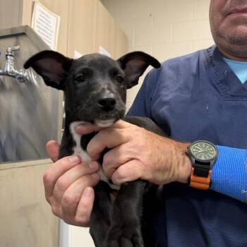 Belgian Shepherd Malinois and Pit Bull Terrier Dogs Available for Adoption in Englewood, Florida - Chippy | PetCurious