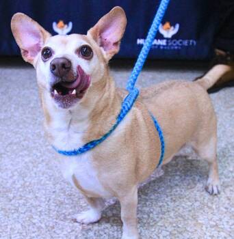 Niles -  Chihuahua and Terrier Dog for Adoption - Niles | PetCurious