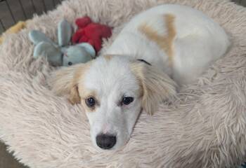 Zephyr -  Cavalier King Charles Spaniel Dog for Adoption in Palo Alto, California - Zephyr | PetCurious
