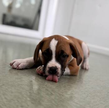Sleepy -  Mixed Breed Dog for Adoption in Danielsville, Georgia - Sleepy | PetCurious