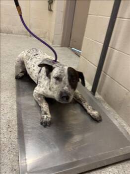 Rescue Australian Cattle Dog Blue Heeler and Mixed Breed Dogs for Adoption in Conroe, Texas - COOPER | PetCurious