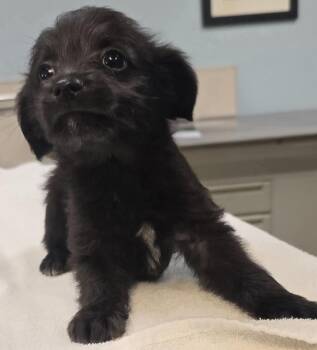 Poodle and Terrier Dogs Available for Adoption in Murphysboro, Illinois - Louie | PetCurious