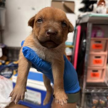 Jaycee -  Shepherd Dog for Adoption in Edinburg, Texas - Jaycee | PetCurious
