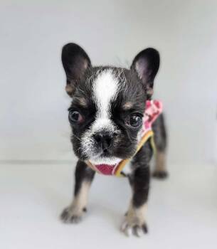 Steven -  French Bulldog Dog Available for Adoption in Sunrise, Florida - Steven | PetCurious