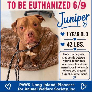 JUNIPER - EUTH 6/9 -  American Staffordshire Terrier Dog for Adoption in Huntington, New York - JUNIPER - EUTH 6/9 | PetCurious