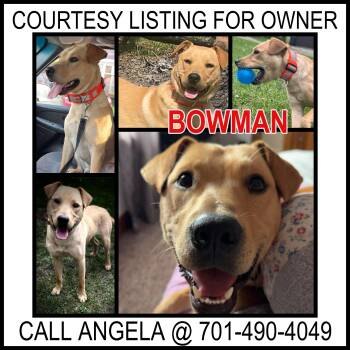 Australian Kelpie Dogs Available for Adoption - Bowman - COURTESY LISTING FOR OWNER | PetCurious