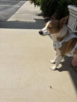 Ophelia -  Mixed Breed Dog for Adoption in Maryville, Tennessee - Ophelia | PetCurious