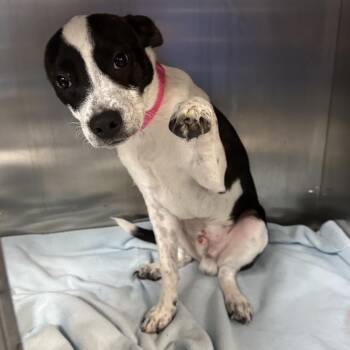 Chichi -  Mixed Breed Dog for Adoption in Philadelphia, Pennsylvania - Chichi | PetCurious