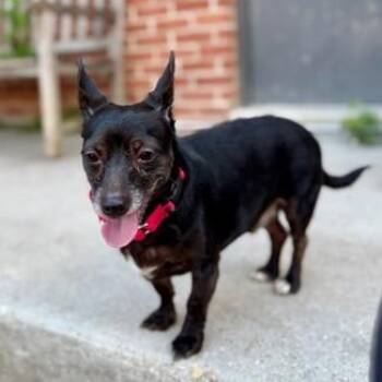 Rocket -  Dachshund and Mixed Breed Dog for Adoption - Rocket | PetCurious