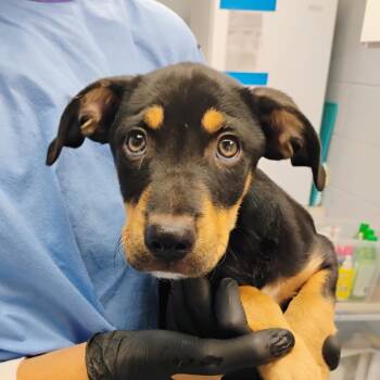 Biscuit -  Mixed Breed Dog for Adoption in Duncan, Oklahoma - Biscuit | PetCurious