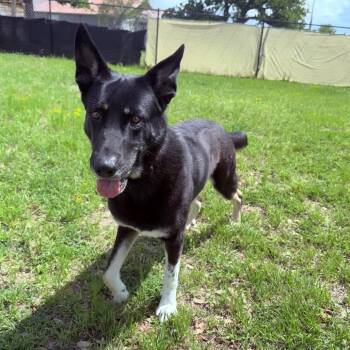 Shadow -  Shepherd and Mixed Breed Dog for Adoption in Buchanan Dam, Texas - Shadow | PetCurious