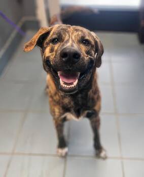 Guppy -  Mixed Breed Dog for Adoption in Nashville, Tennessee - Guppy | PetCurious