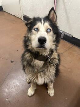 Husky Dogs Available for Adoption - Grandpaw | PetCurious