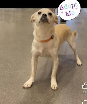 Rescue Chihuahua Dogs for Adoption in Woodlawn, Tennessee - Enzo | PetCurious