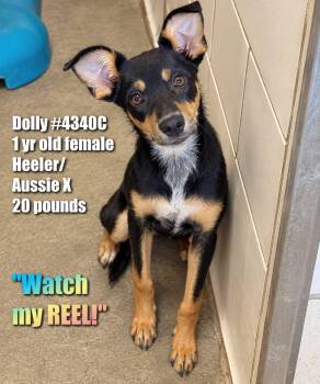 Dolly -  Australian Shepherd and Australian Cattle Dog Blue Heeler Dog for Adoption in Clinton, Wisconsin - Dolly | PetCurious