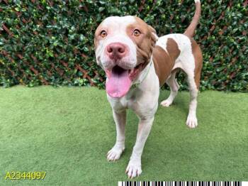 GOOBER -  Mixed Breed Dog for Adoption in West Palm Beach, Florida - GOOBER | PetCurious