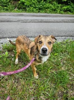 Tucker -  Australian Shepherd Dog for Adoption in Hilham, Tennessee - Tucker | PetCurious