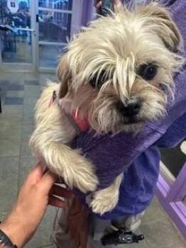 Mixed Breed Dogs Available for Adoption - 60298768 | PetCurious