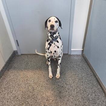 Ajax -  Dalmatian Dog for Adoption in North Battleford, Saskatchewan - Ajax | PetCurious