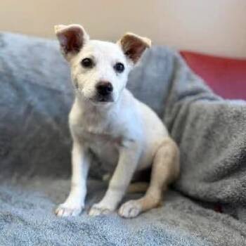Harley -  Mixed Breed Dog for Adoption - Harley | PetCurious